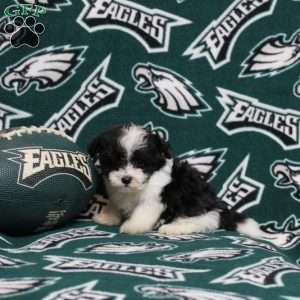 Olivia, Maltipoo Puppy